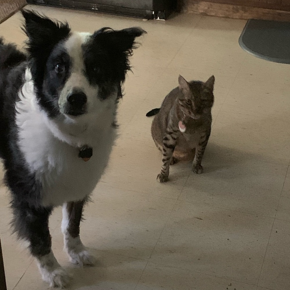 My house is pet friendly!